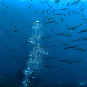 Barracudas