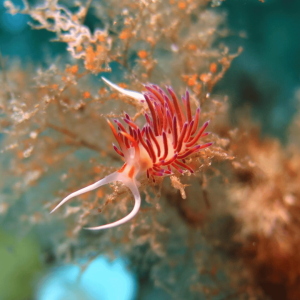 Cratena