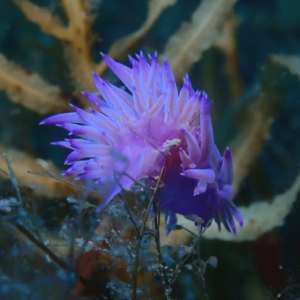 Flabellina