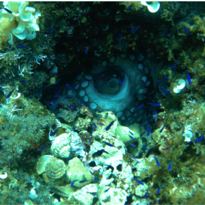 Pulpo