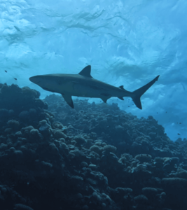Tiburón arrecife